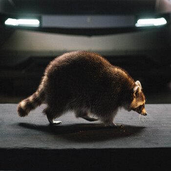 Projektdetail-Joynext-Waschbaer